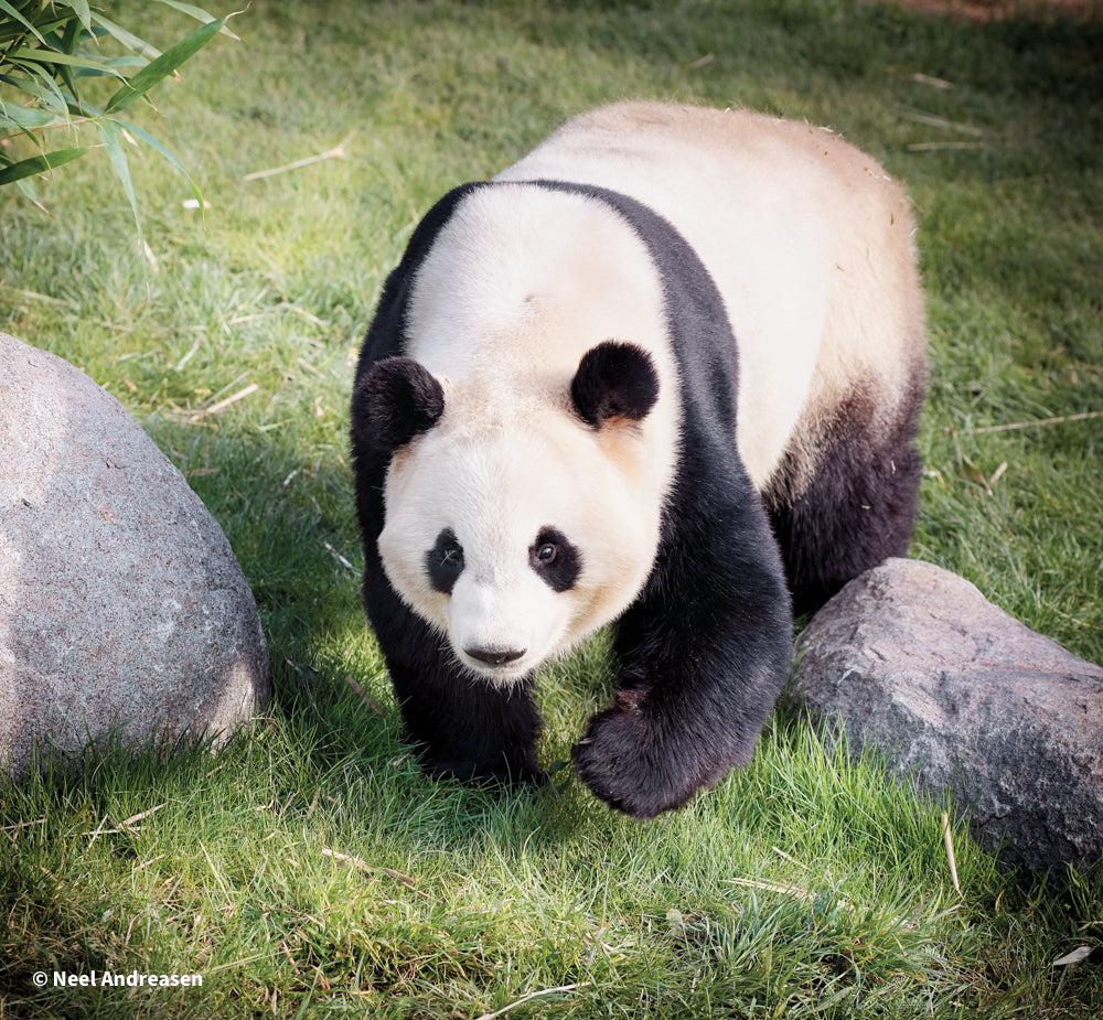 Panda i København Zoo går på græsset.